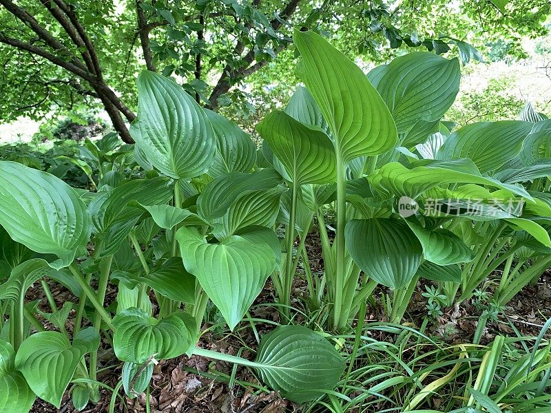 玉簪属草本植物阴影花园