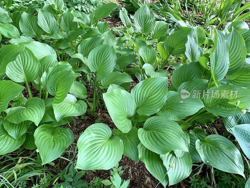 玉簪属草本植物阴影花园