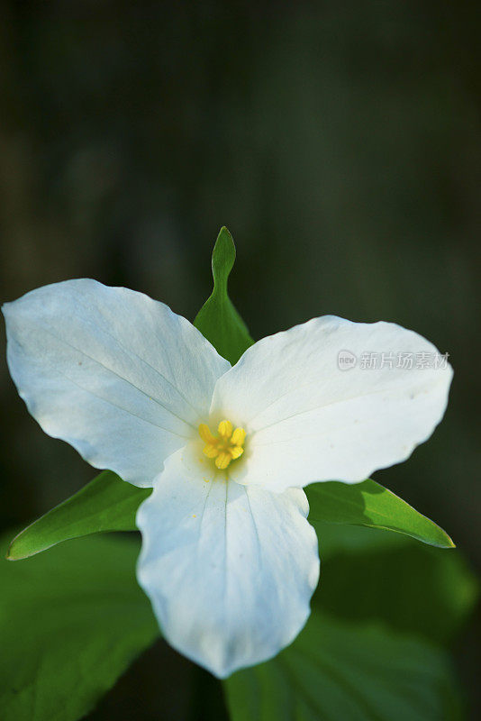 白色Trillium特写