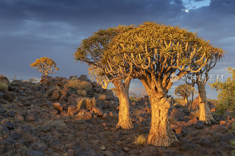 暴风雨天空下的一组箭袋树，南纳米比亚
