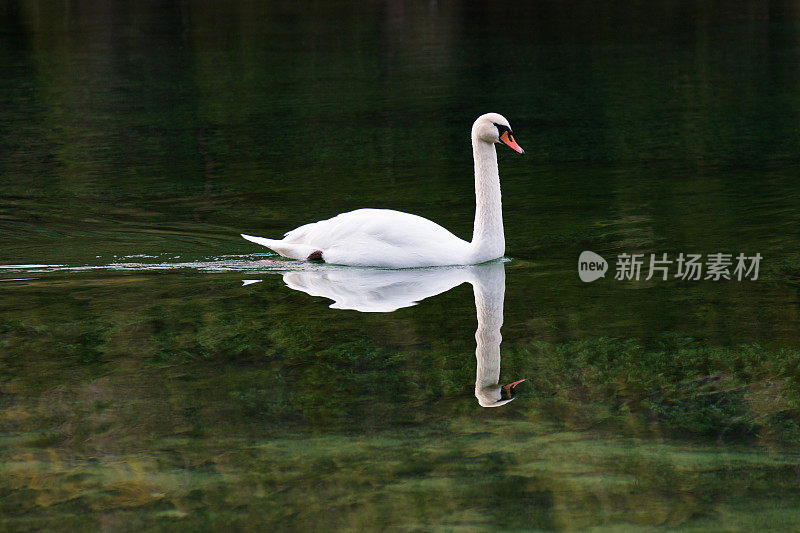 绿色湖面上的白天鹅