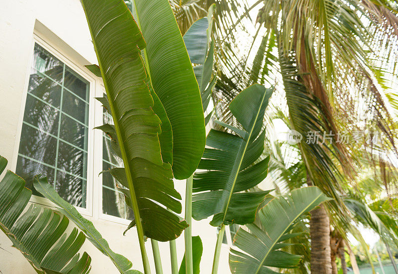 迈阿密海滩装饰艺术建筑设计的热带绿色植物叶子
