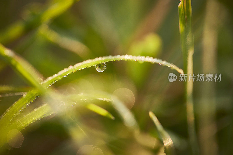 早晨的水滴