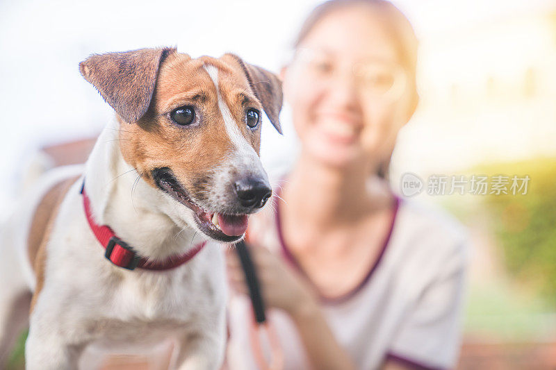 亚洲家庭十几岁的女孩玩好玩的她的宠物杰克罗素梗狗在花园在夏天的早晨