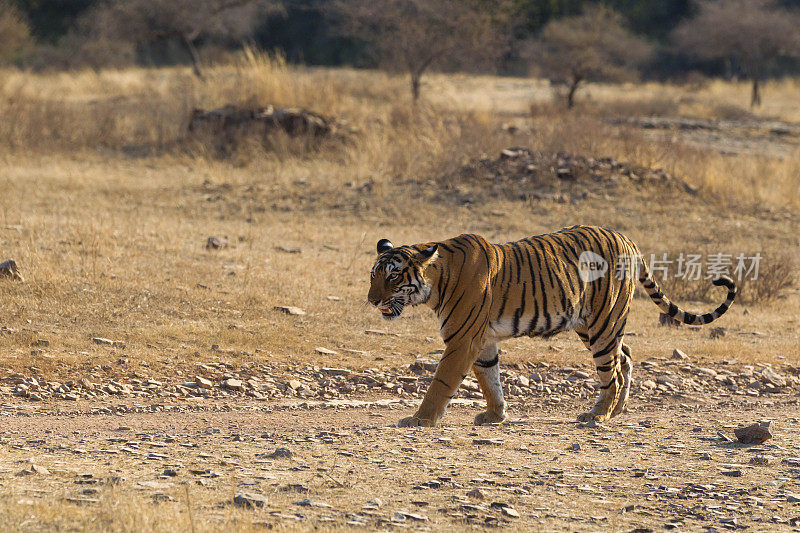 孟加拉虎，Ranthambore，印度。