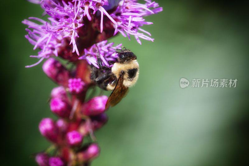 蜜蜂从野花上采集花粉