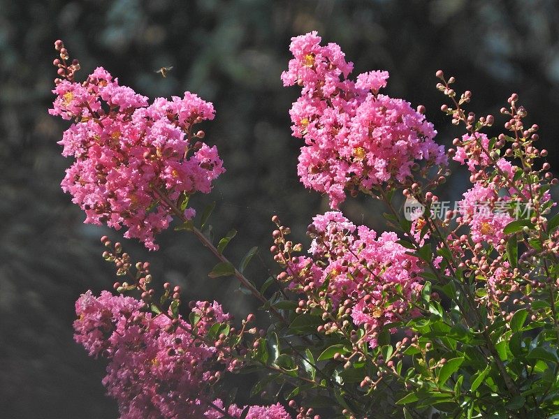 粉红色开花植物特写镜头