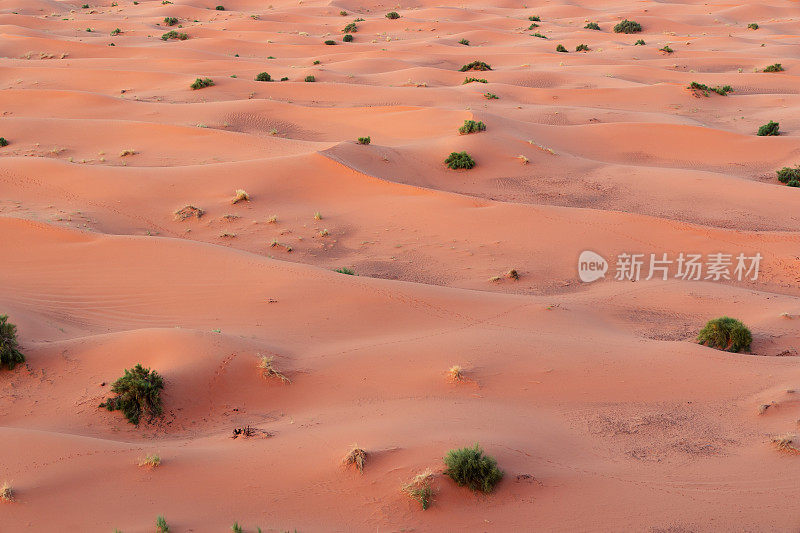 撒哈拉沙漠的日出。摩洛哥Merzouga沙漠中巨大的橙色沙状沙丘。