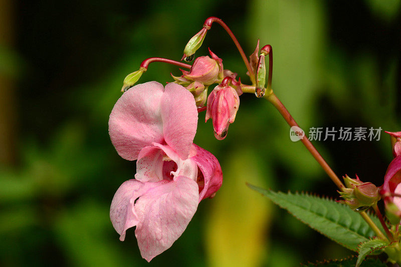 开花观赏凤仙花。