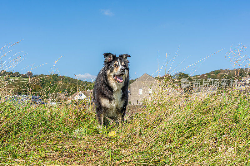 边境牧羊犬在长满草的岸边