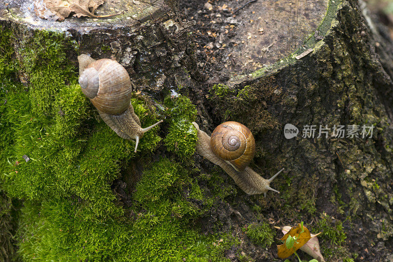 森林里，两只蜗牛爬在长满青苔的树桩上。