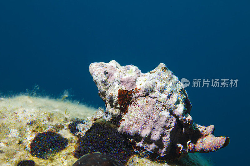 海洋生物贝壳中的海蜗牛水下美景