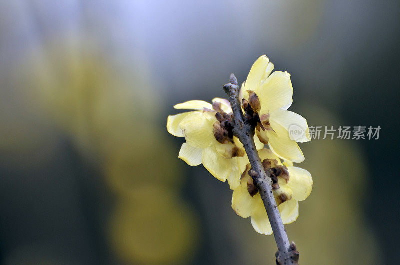 阳光下的蜡梅花