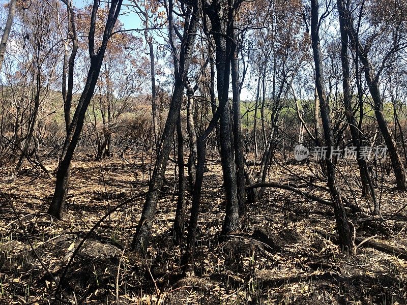被烧毁的新南威尔士州海岸森林灌丛火灾后
