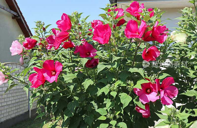 花园里的锦葵花