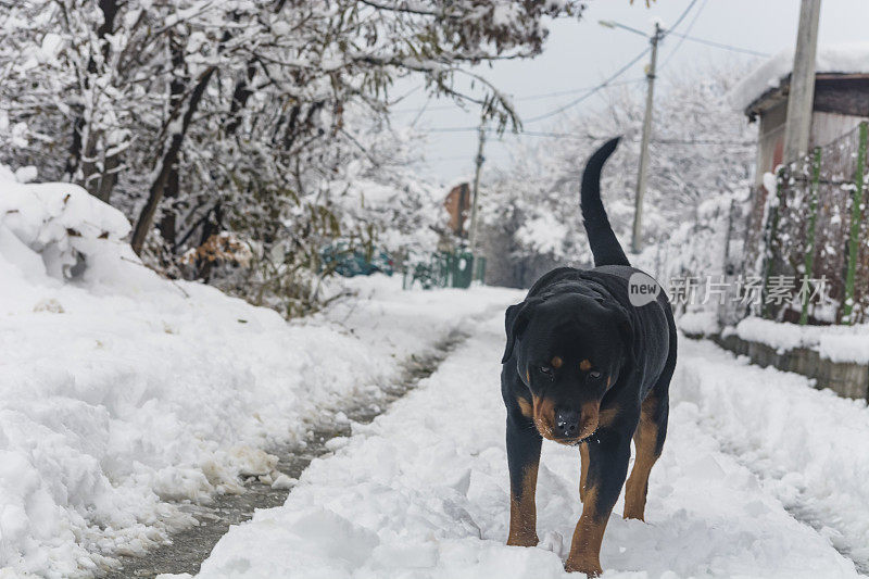 村子里的狗在雪地里玩耍