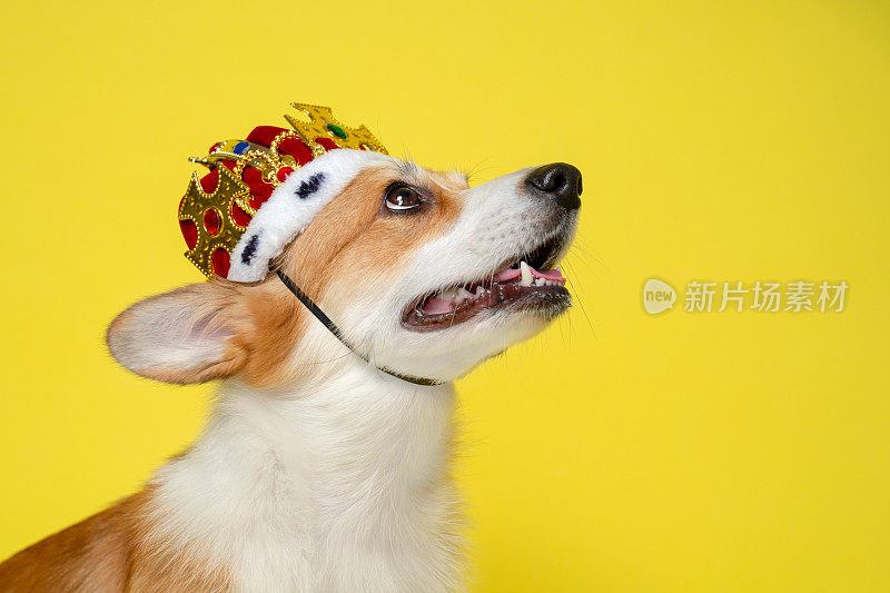 近距离的肖像可爱的柯基狗戴着皇家皇冠在明亮的黄色背景，向上看。