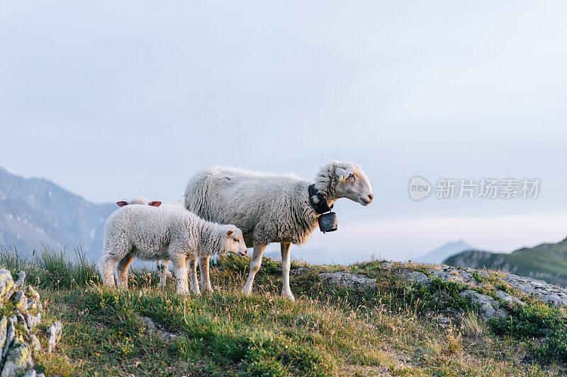 日出时羊群沿着山脊散步