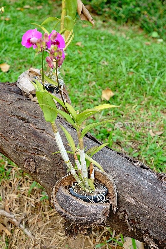 粉红色蝴蝶兰花