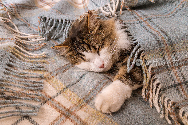 疲倦的虎斑猫在有流苏的格子绒毯下休息