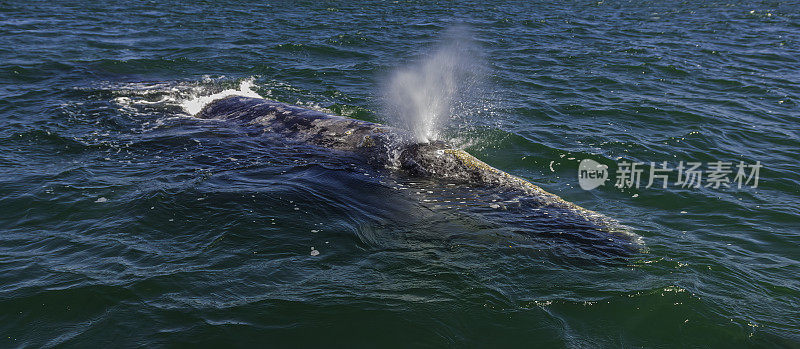 灰鲸吹，圣伊格纳西奥泻湖，下加利福尼亚，墨西哥。灰鲸。Eschrichtius南方。灰鲸曾经被称为魔鬼鱼，因为他们的战斗行为时，捕猎。