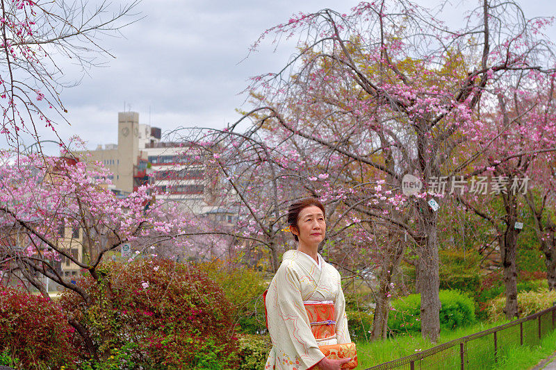 穿着和服的日本妇女在京都的加茂河边欣赏樱花