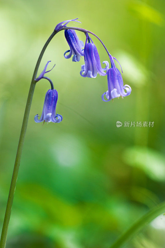 阳光下的一组紫色的蓝铃花站在一个自然的绿色背景，使用浅景深的领域。有足够的复制空间