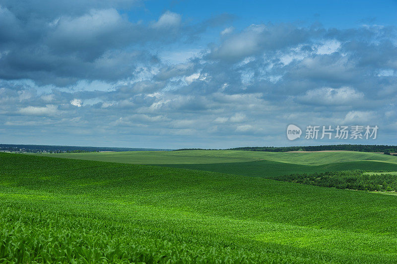 玉米田乡村景观和多云的天空