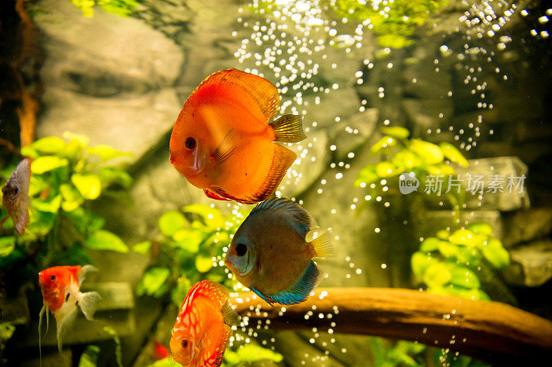 水族馆铁饼鱼