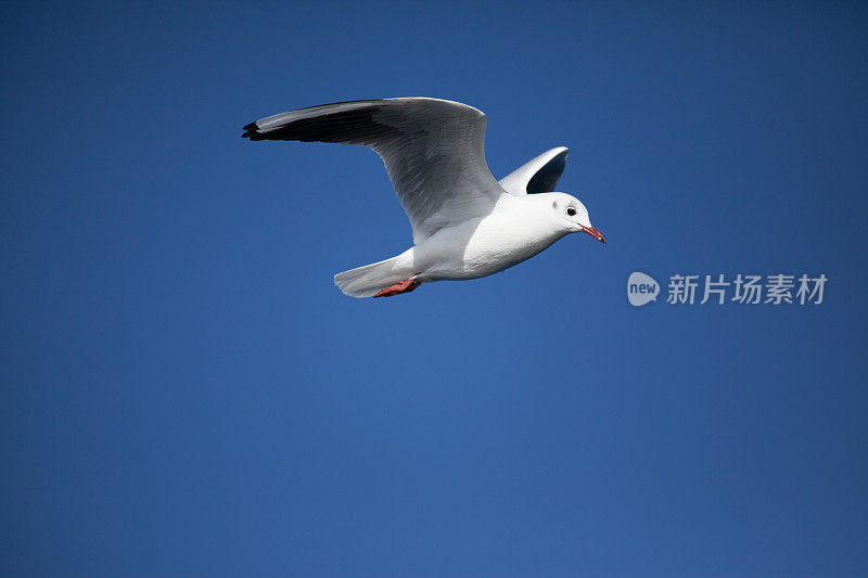 海鸥在蓝天中飞翔