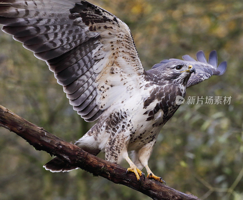 普通秃鹰(布特奥布特奥)开始飞行