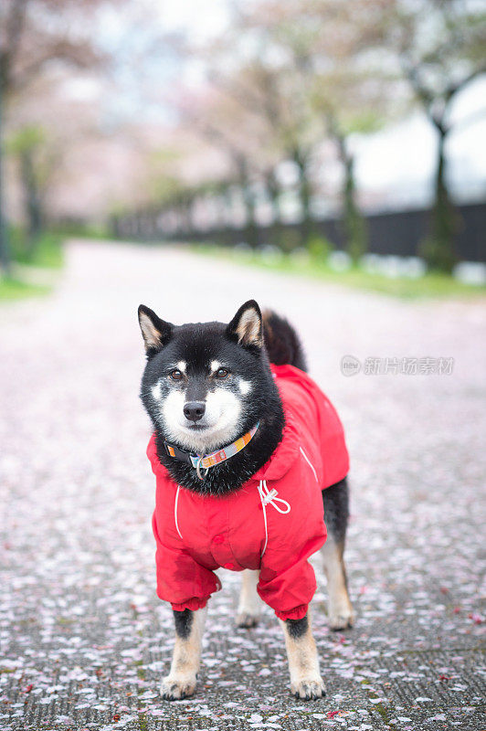 日本大阪的日本柴犬