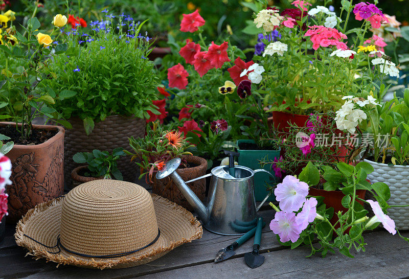 草帽，喷壶，工作工具和花盆与矮牵牛花和夹竹桃花。