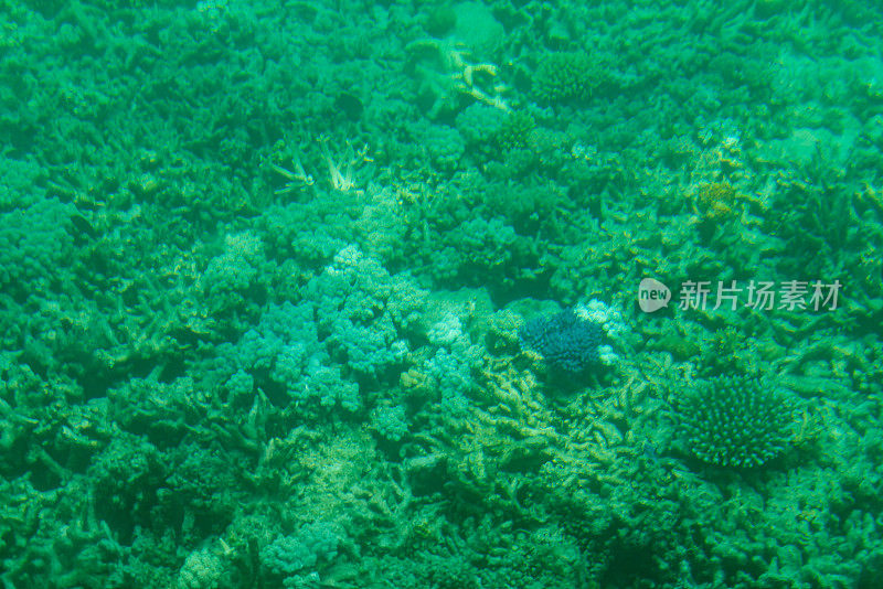 澳大利亚昆士兰的大堡礁海底世界，有珊瑚和热带鱼