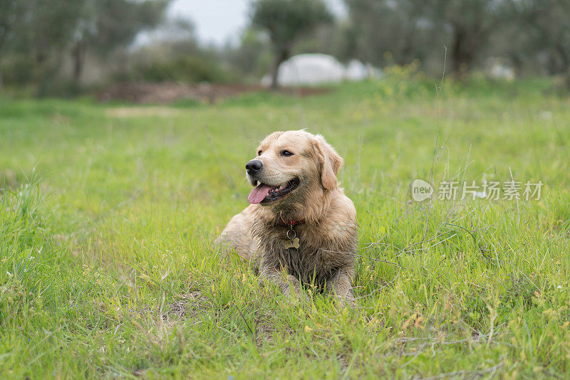 泥巴金毛寻回犬