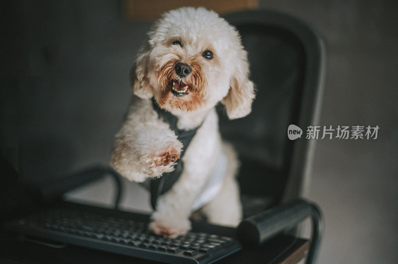 一只玩具贵宾犬在家里在台式电脑和电脑键盘前工作