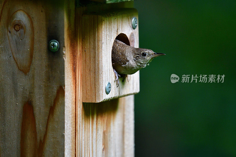 家鹪鹩在门口