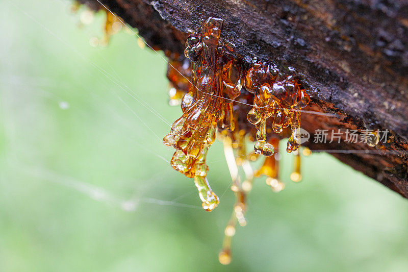 留尼汪岛的树脂滴下来，上面有蜘蛛网