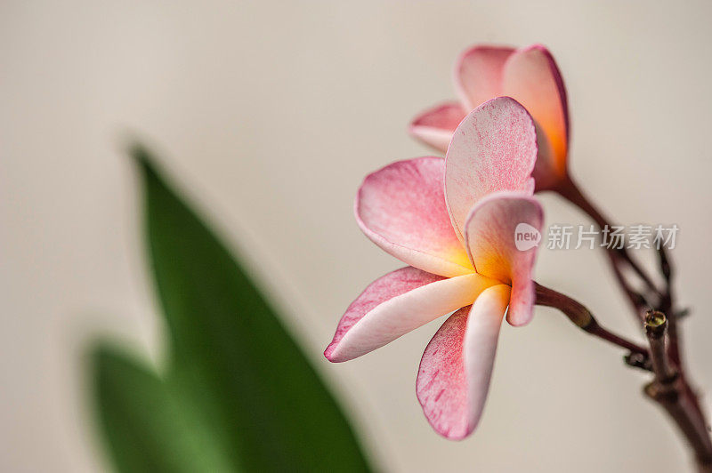 美丽的黄粉鸡蛋花或鸡蛋花特写(寺庙树)