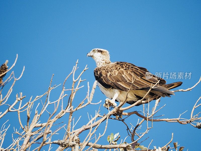 东部鱼鹰