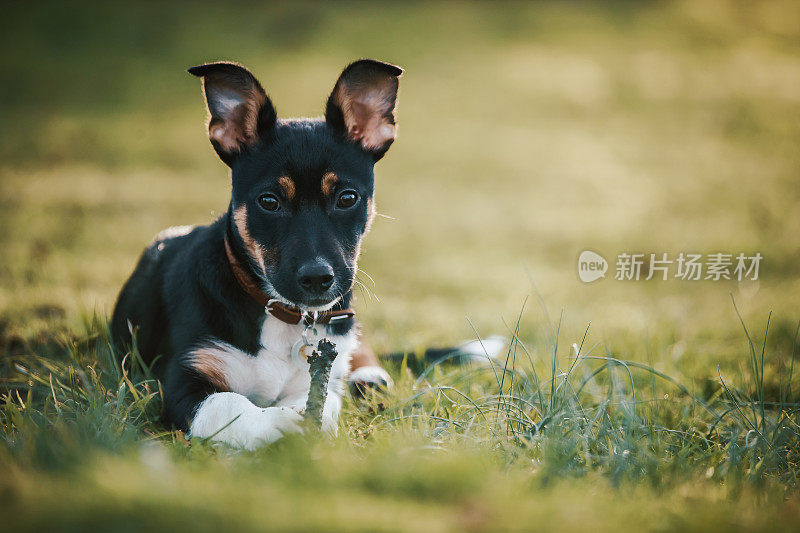 小杰克罗素小狗坐在草地上