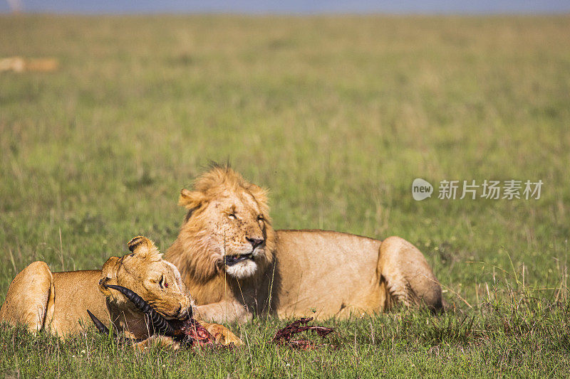 雄狮坐在草地上观察一只母狮捕食猎物。