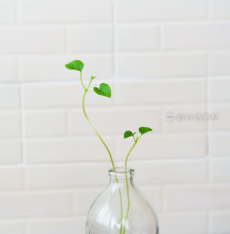 绿芽。植物播种和生长的步骤。绿色豆芽。花瓶内的绿叶植物