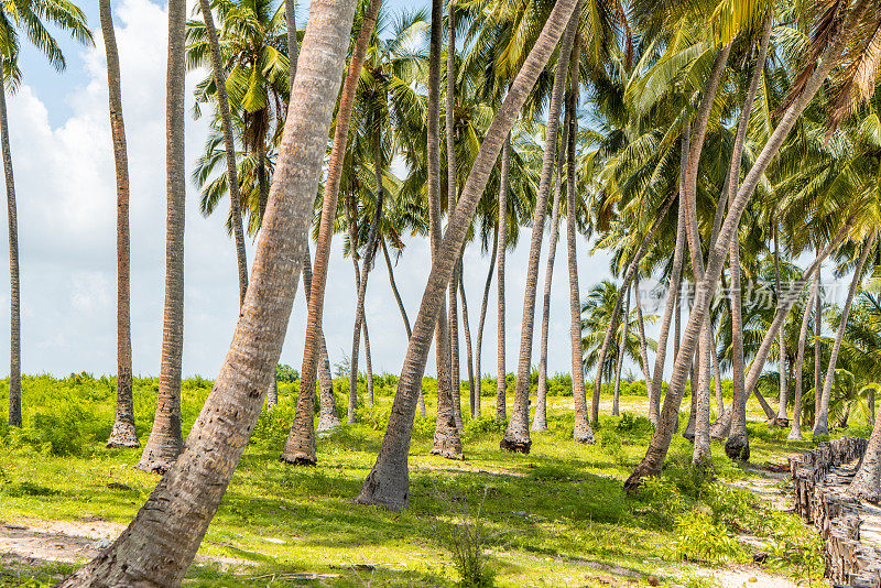 热带风景的棕榈树，桑给巴尔，坦桑尼亚