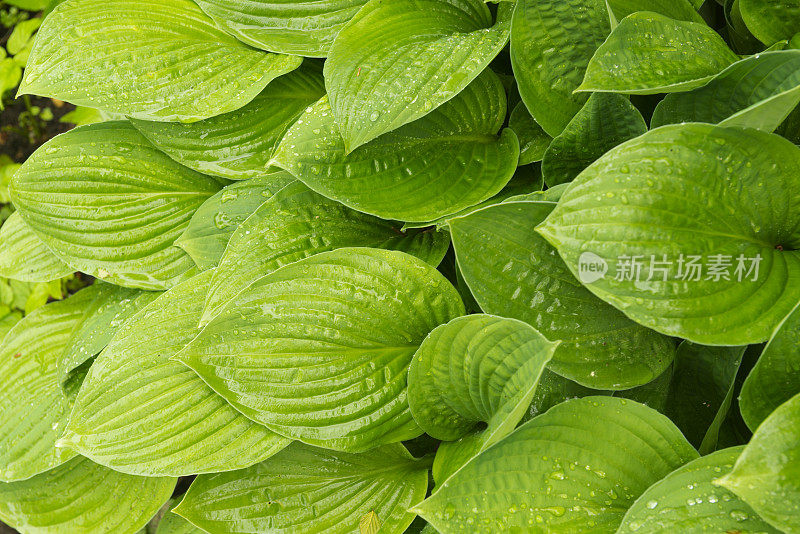 玉簪属草本植物。雨中植物的叶子