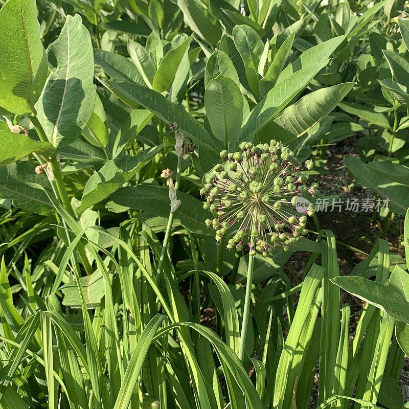 葱属植物去种子和乳草