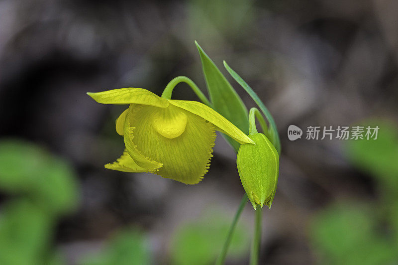 山葵是百合科的一种开花植物，俗称“提奥奇尼斯灯笼”或“金仙女灯笼”。Pepperwood保存;圣罗莎;加利福尼亚州索诺玛县