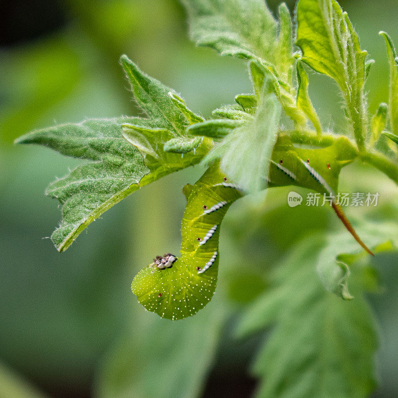 烟草角虫对番茄植株的影响