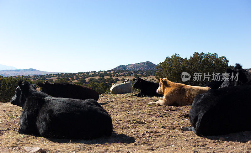 新墨西哥州:奶牛在阳光普照的高地沙漠中休息
