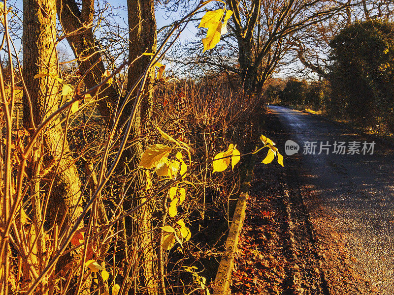 秋日树木，阳光，风景，风景，一般季节，路，巷乡村